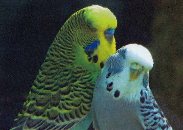 All about parrots