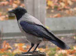 Classification of crows and their characteristics