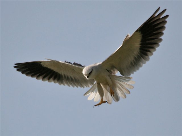 Seasonal bird migrations