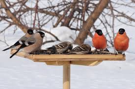The influence of food factors on the migration of wintering birds