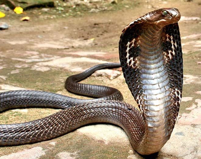 Are snakes dangerous?