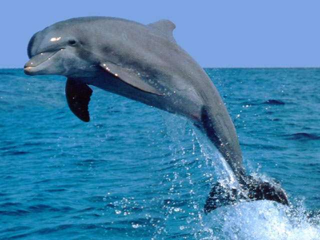 Dolphin as a representative of the animal world