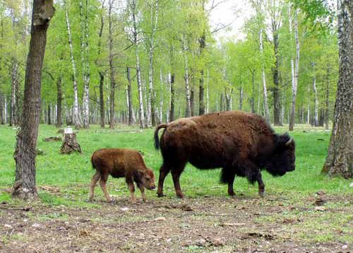 Creation of a bison nursery