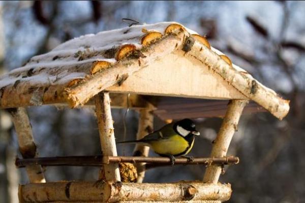 How to build a bird feeder