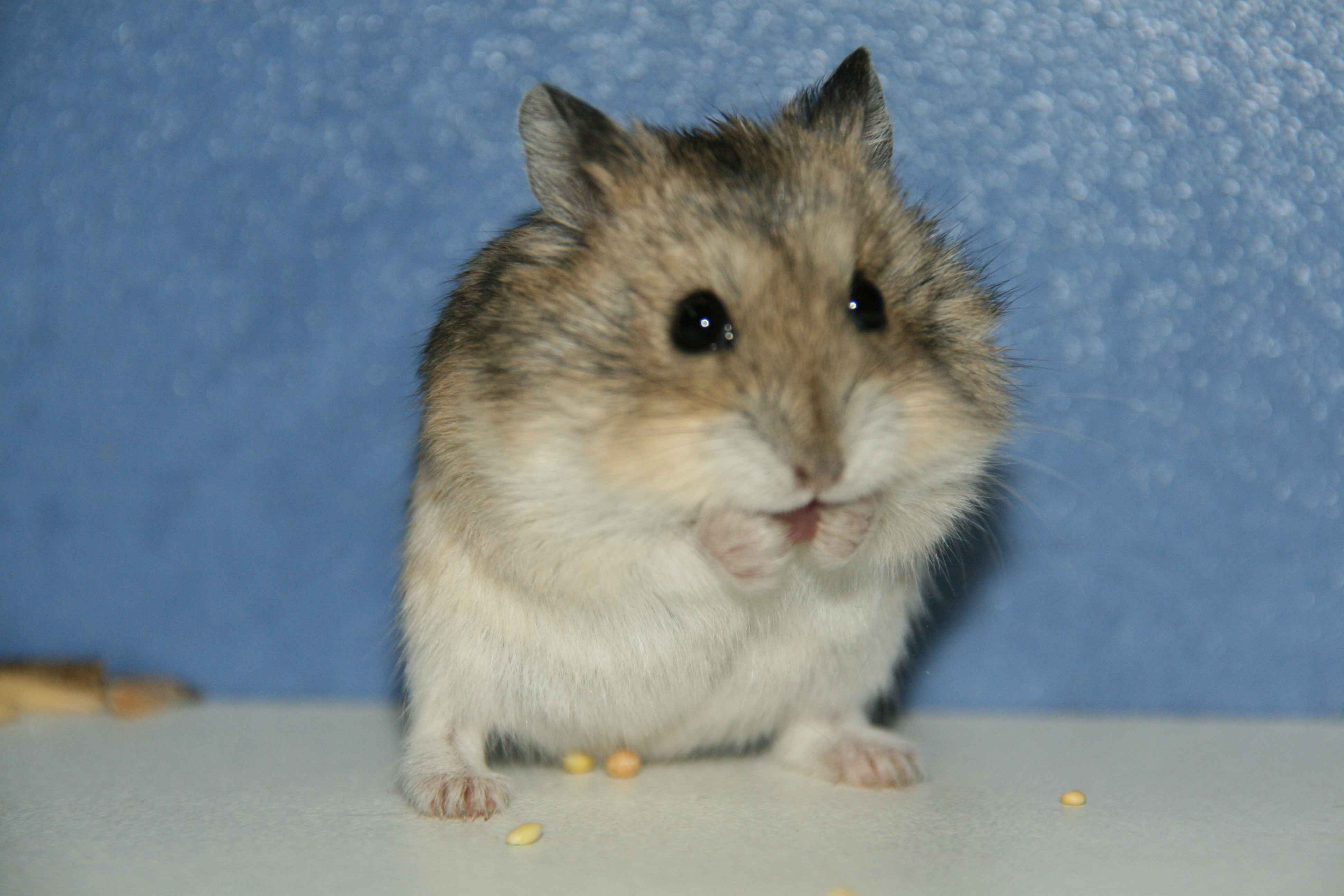 Features of the Syrian hamster's lifestyle