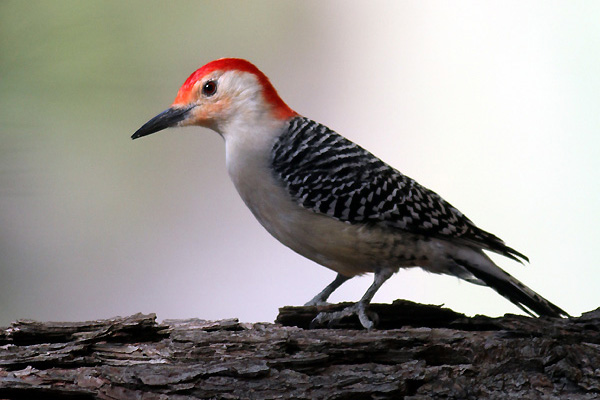 Woodpeckers of our country