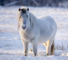 Yakut horse