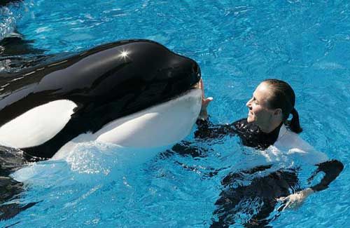 It is noteworthy that killer whales never attack humans