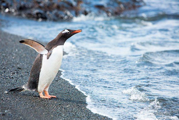 Penguins' swimming speed over short distances can reach over thirty kilometers per hour