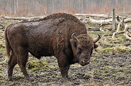Bison, unlike bison, live in very small herds